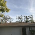 Trim elm and Mulberry in the backyard.